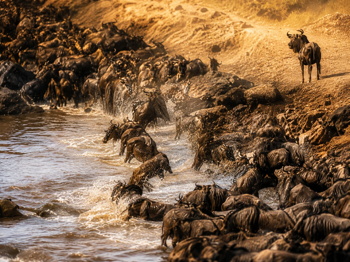 Safari photograph from Kenya