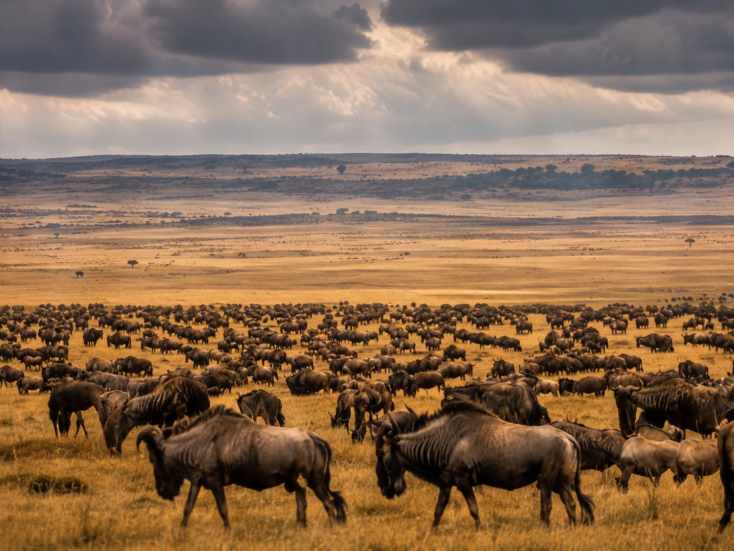5-Day Lake Manyara & Serengeti Safari